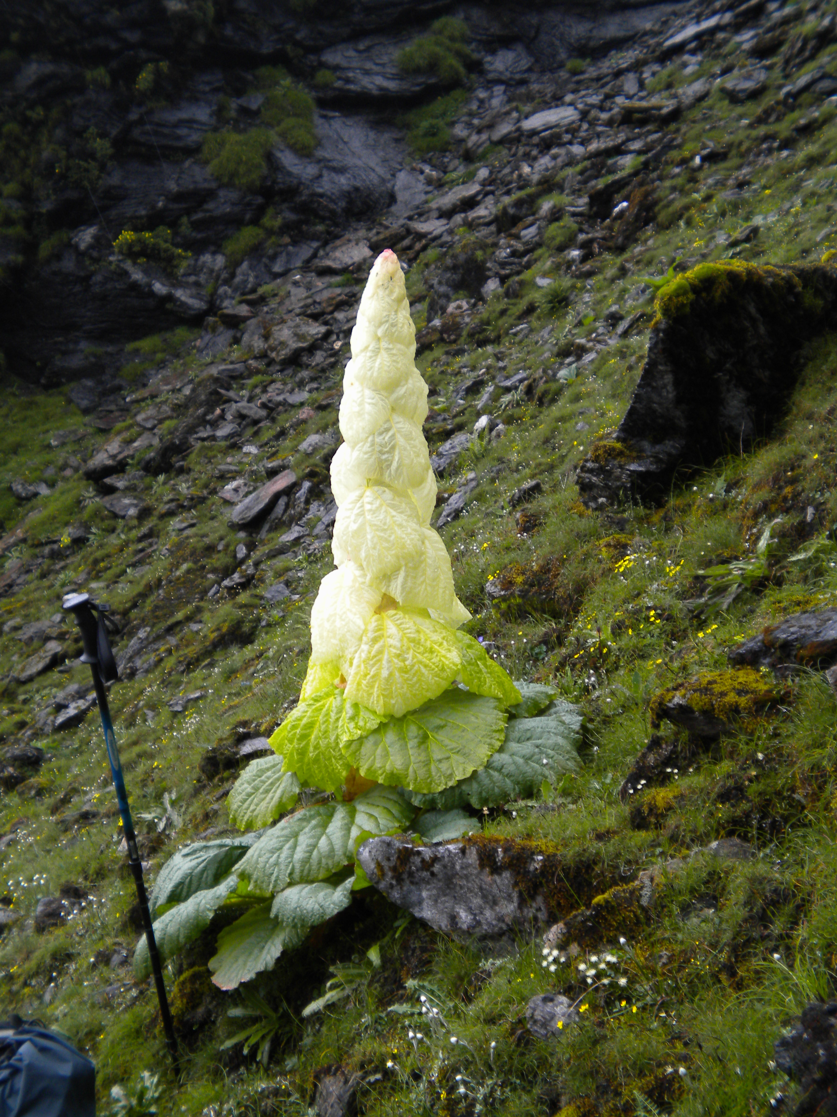 Bhutan Climate Change Research